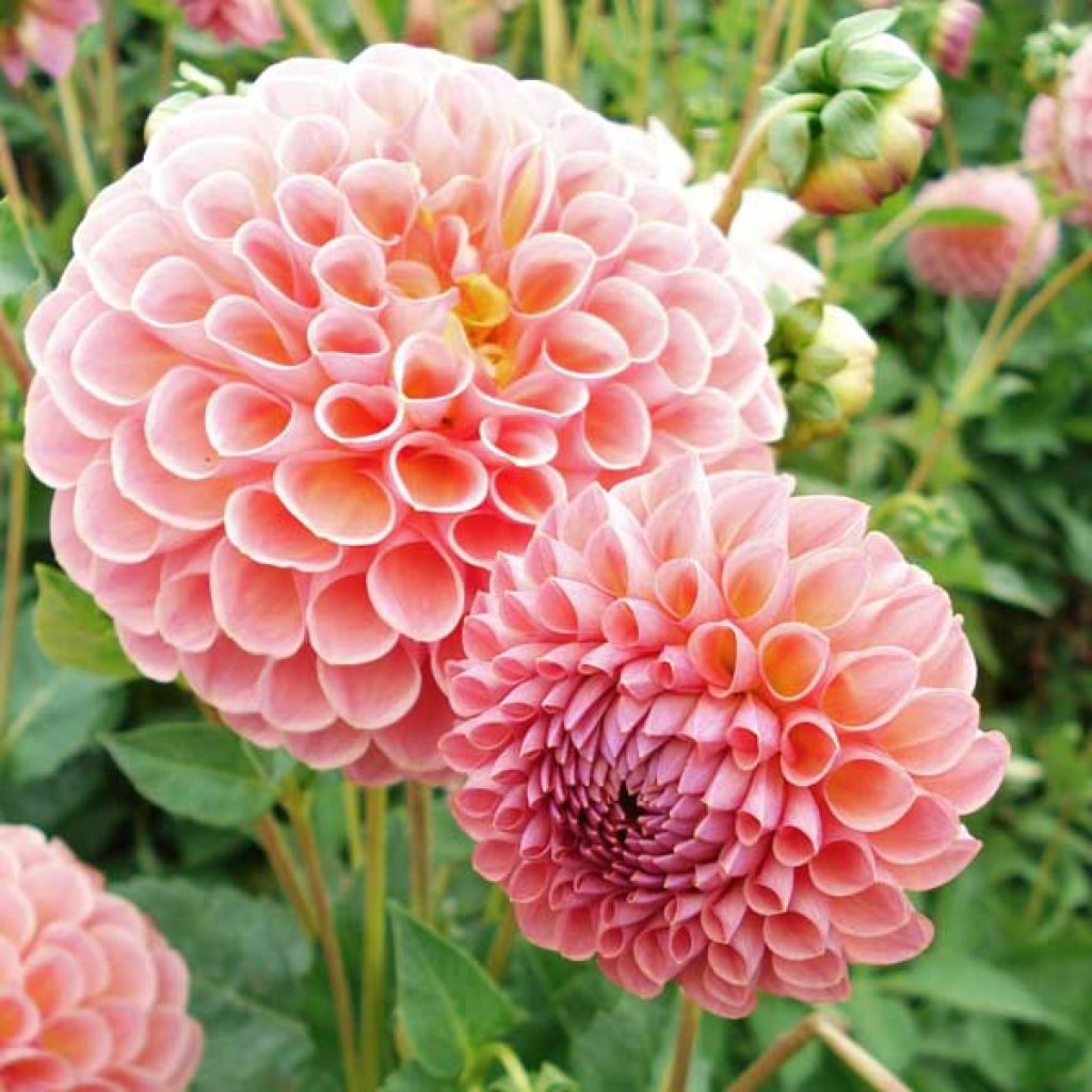 Dahlia Jowey Winnie