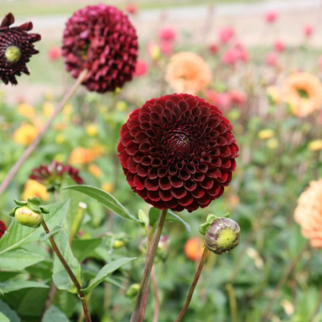Dahlia Jowey Mirella