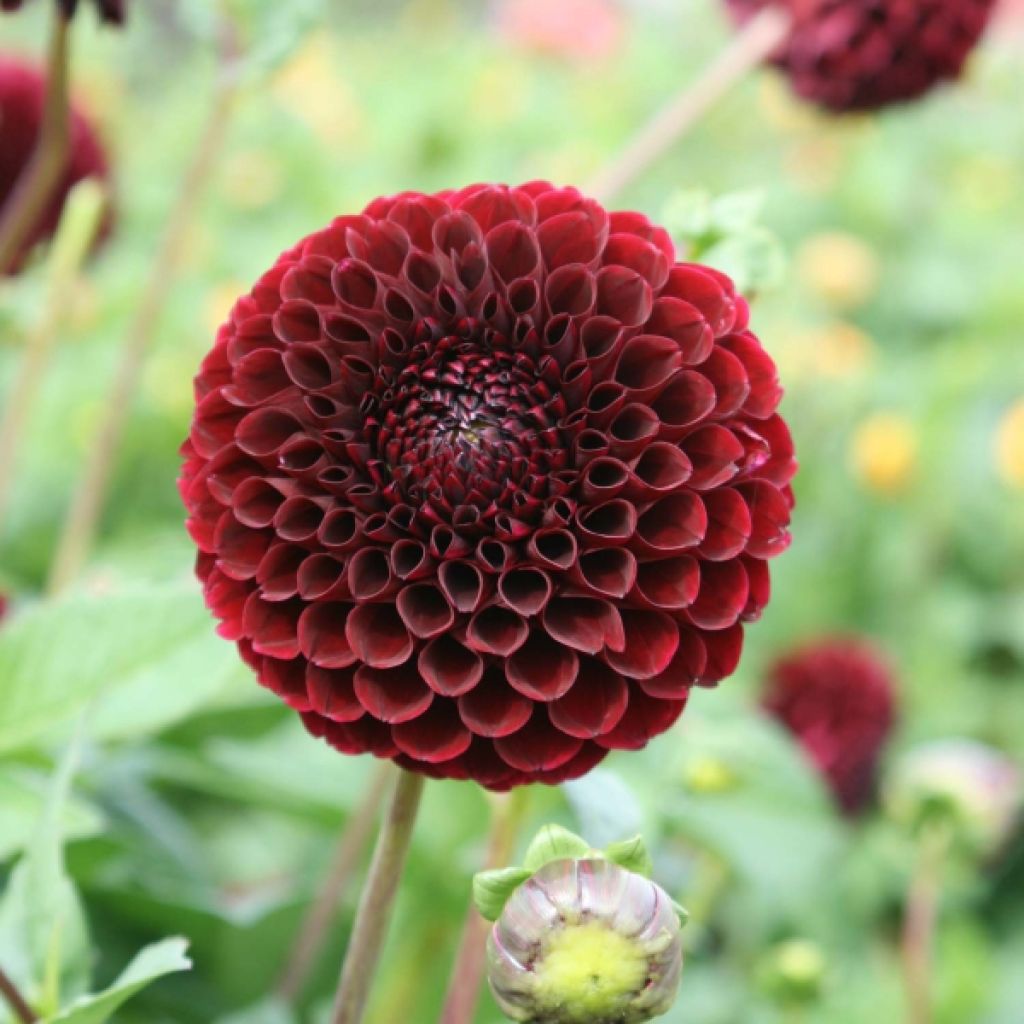Dahlia Jowey Mirella