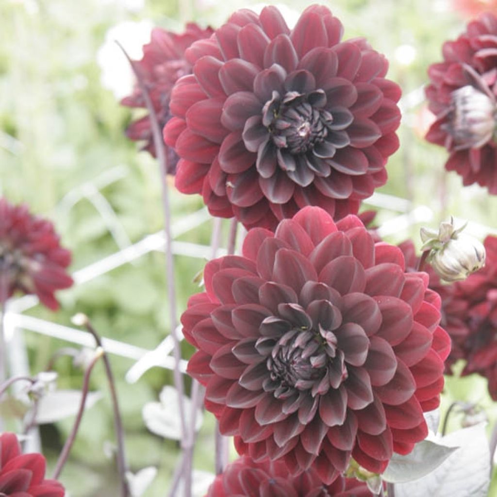 Dahlia Karma Choc