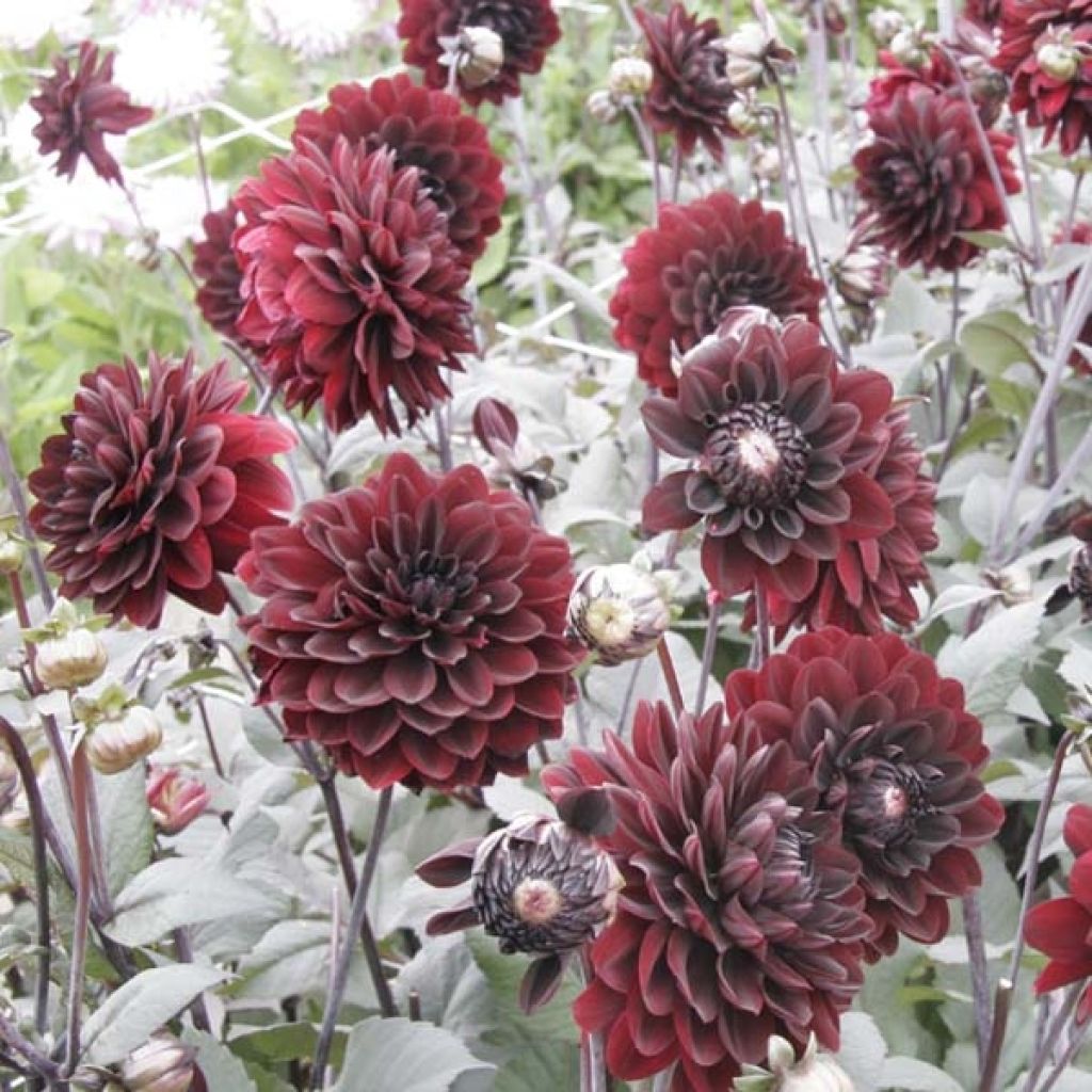 Dahlia Karma Choc