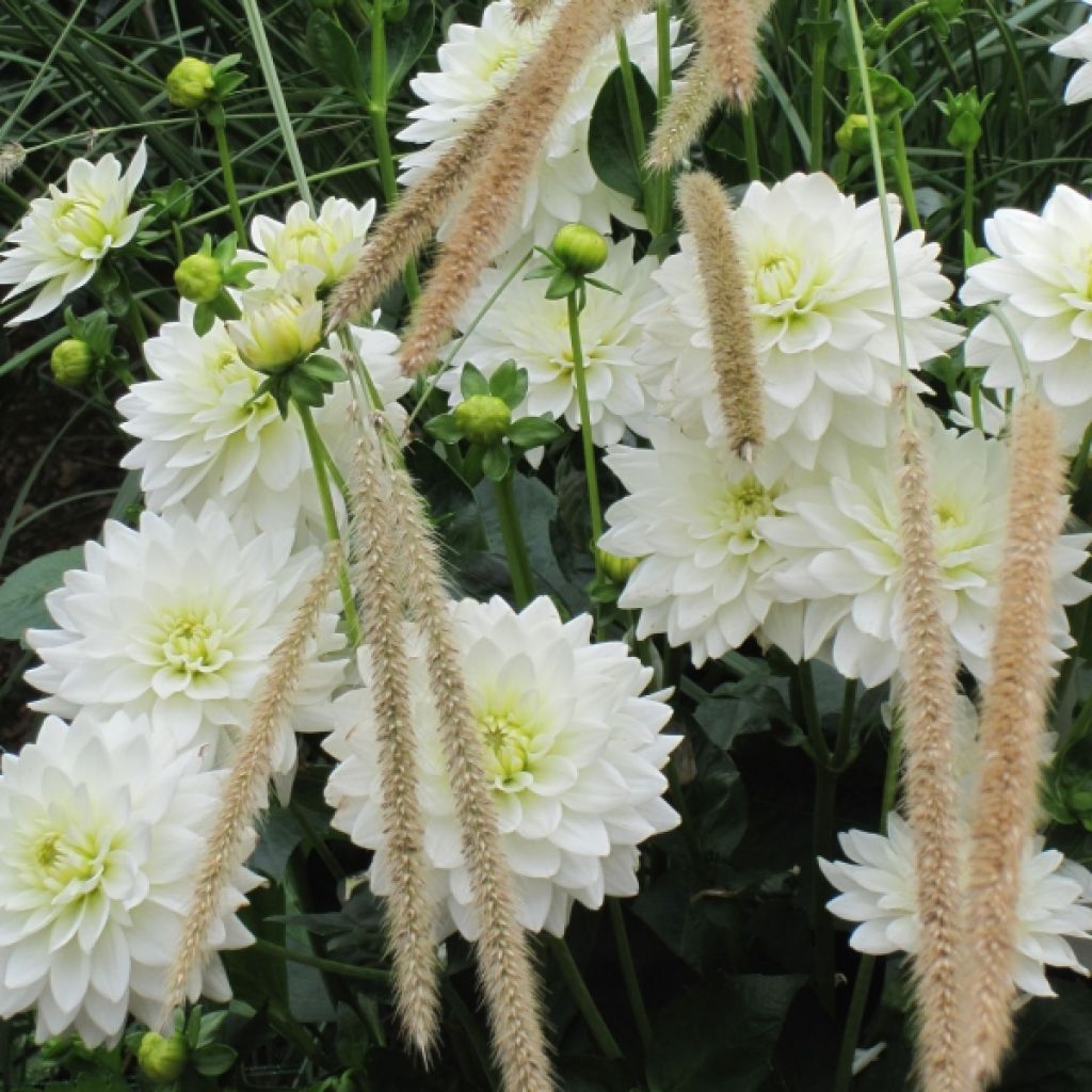 Dahlia Karma Maarten Zwaankifr