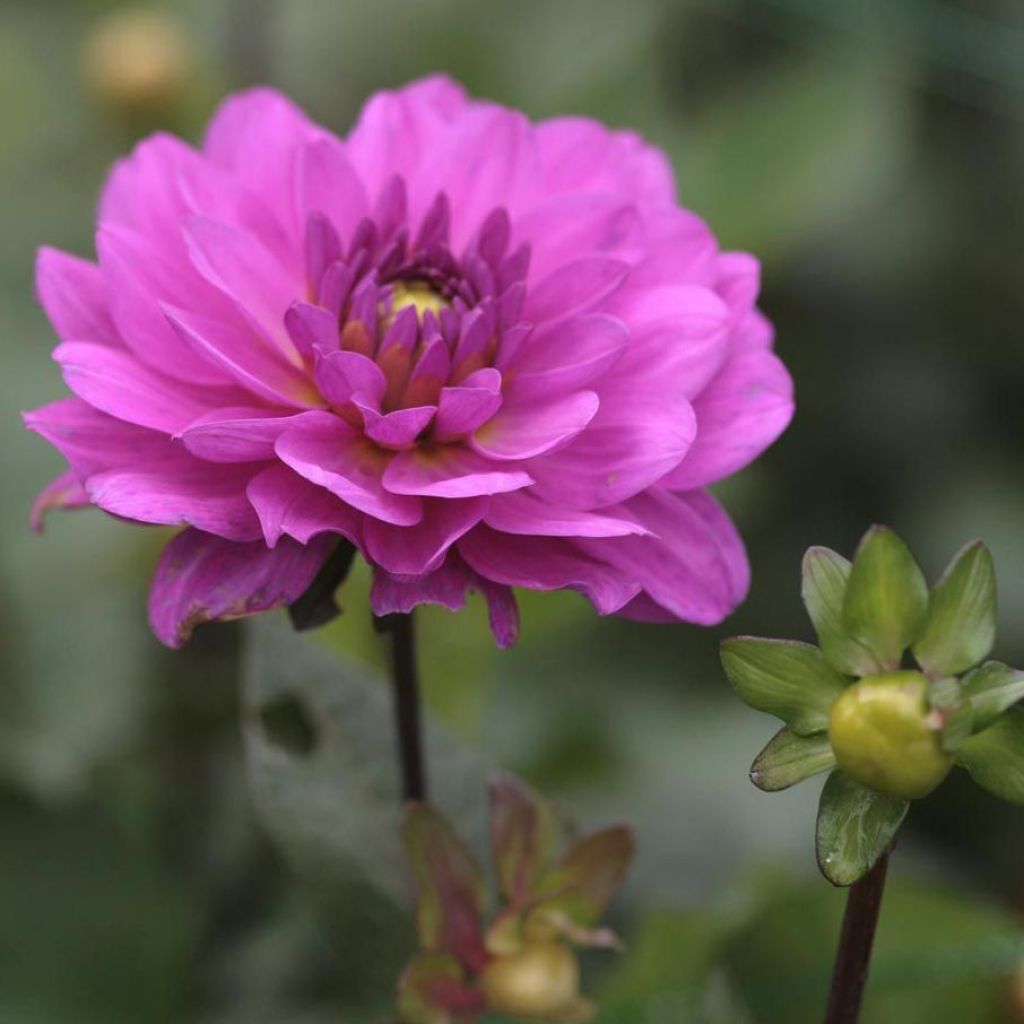 Dahlia Karma Lagoon