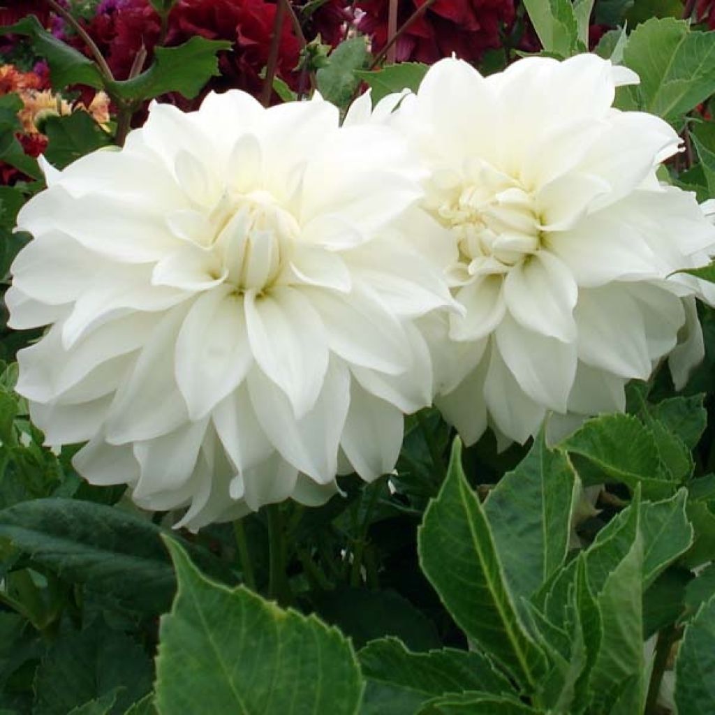 Dahlia Lady Liberty