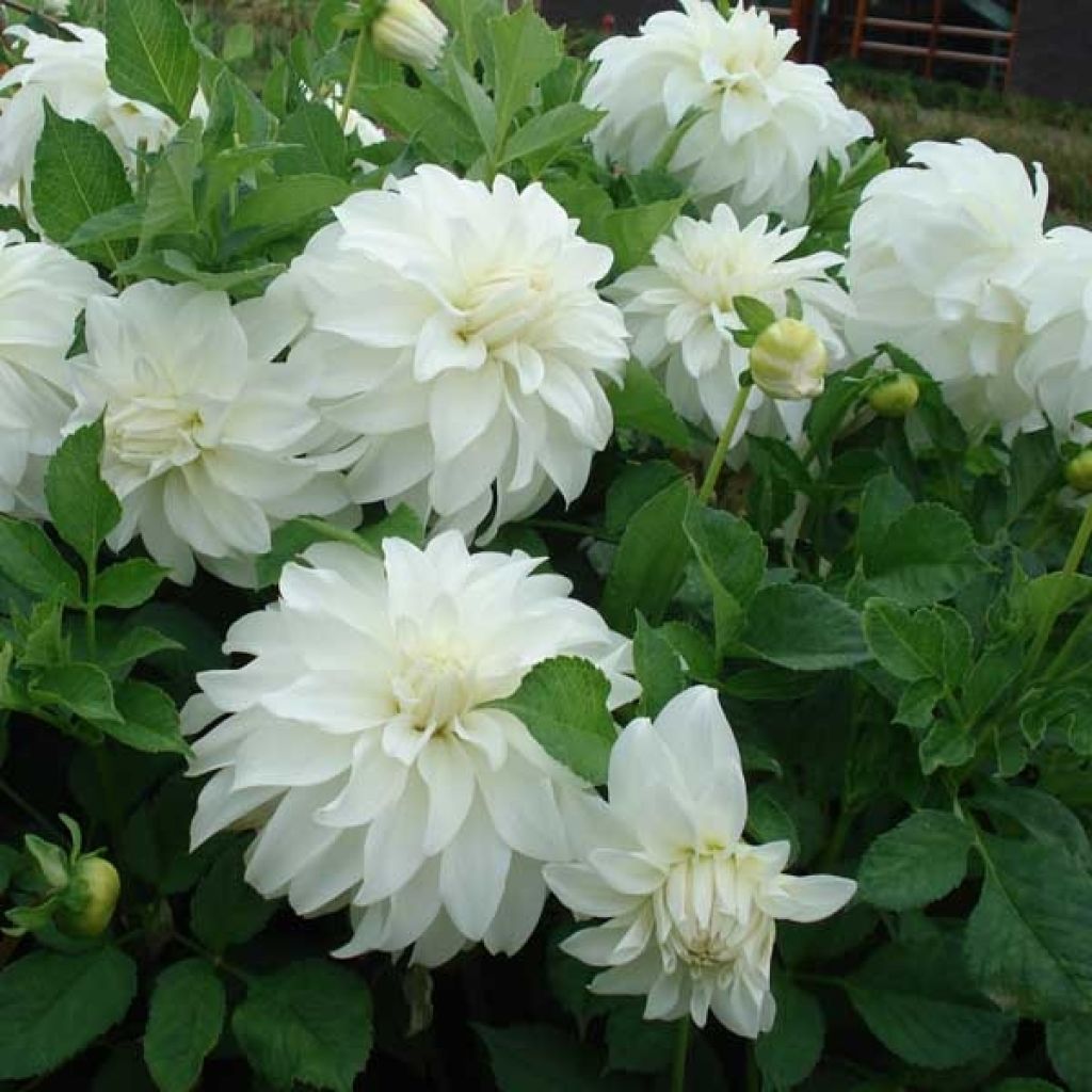 Dahlia Lady Liberty