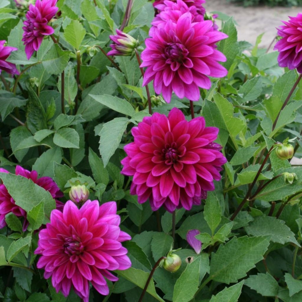 Dahlia Le Baron