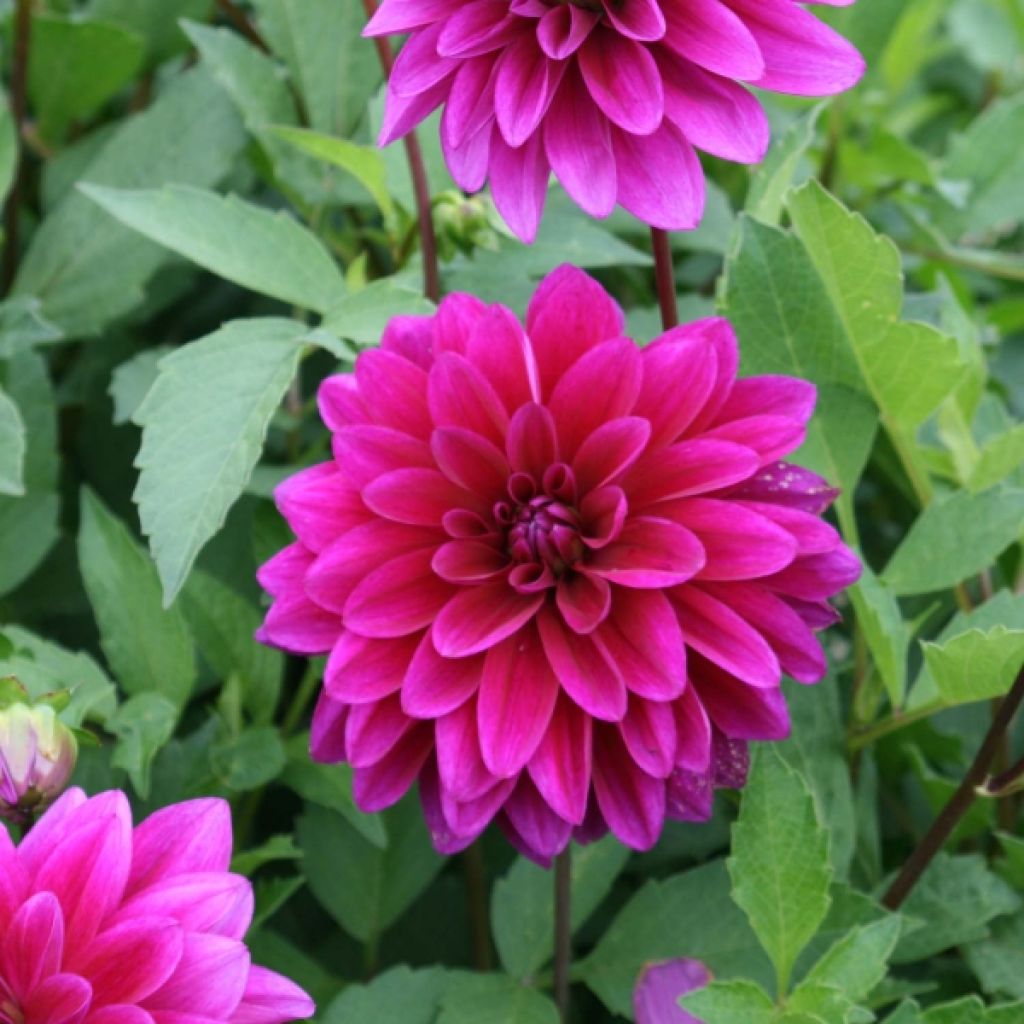 Dahlia Le Baron