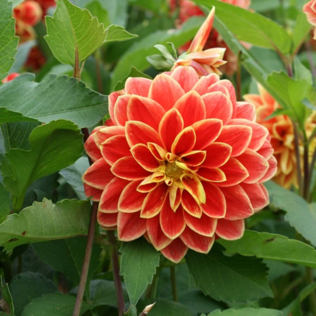 Dahlia Maxime