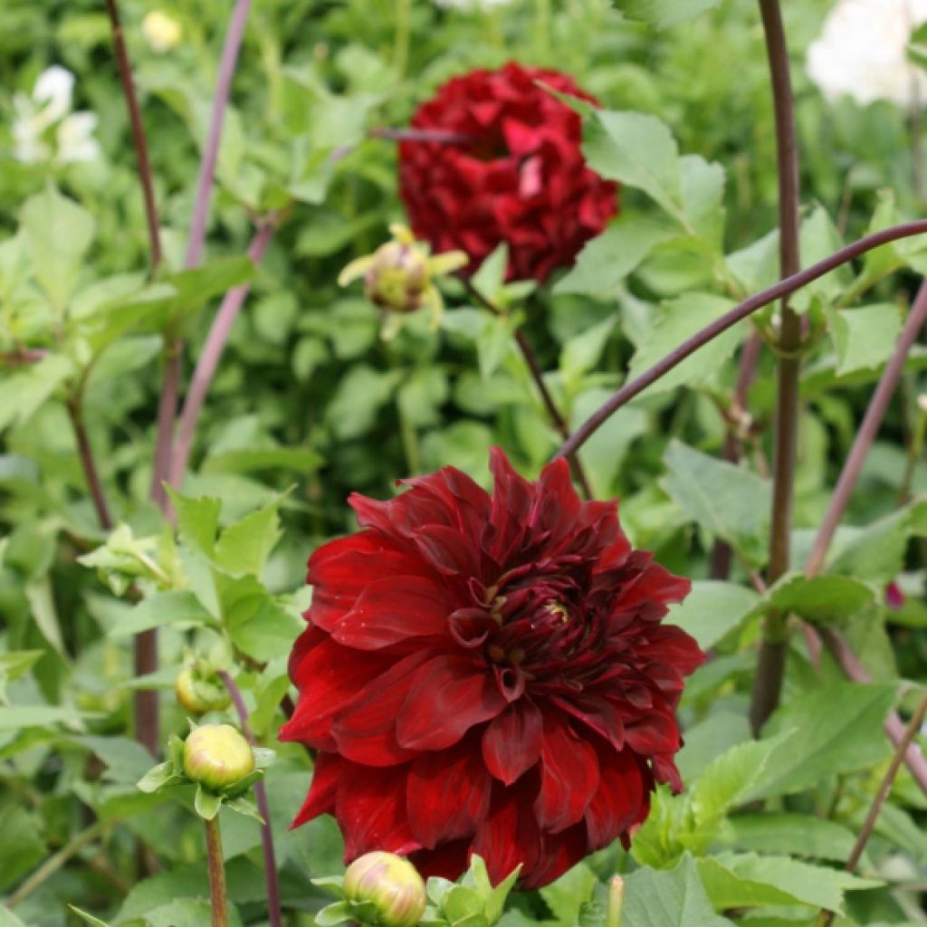 Dahlia Mingus Alex
