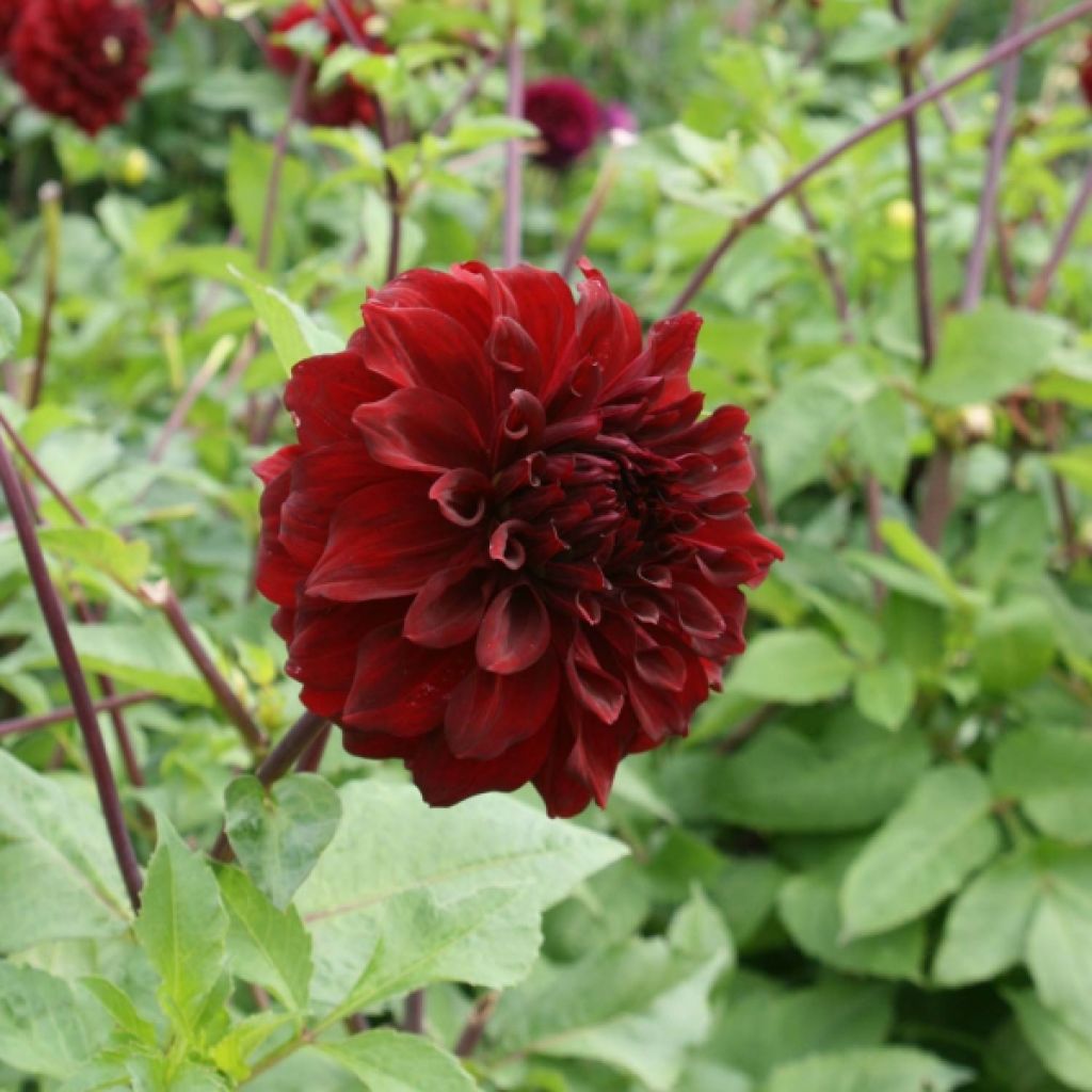 Dahlia Mingus Alex