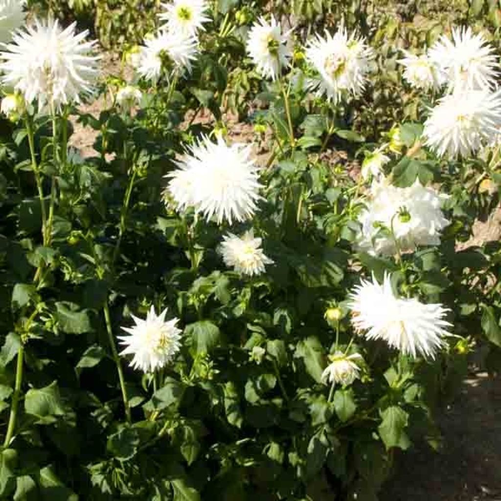 Dahlia My Love
