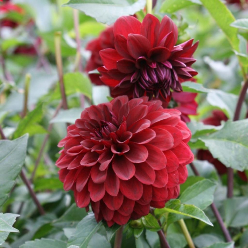 Dahlia Obama
