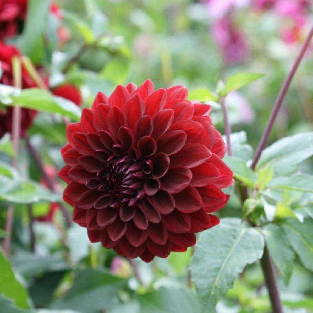 Dahlia Obama