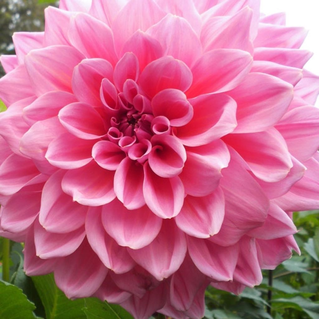 Dahlia Otto's Thrill