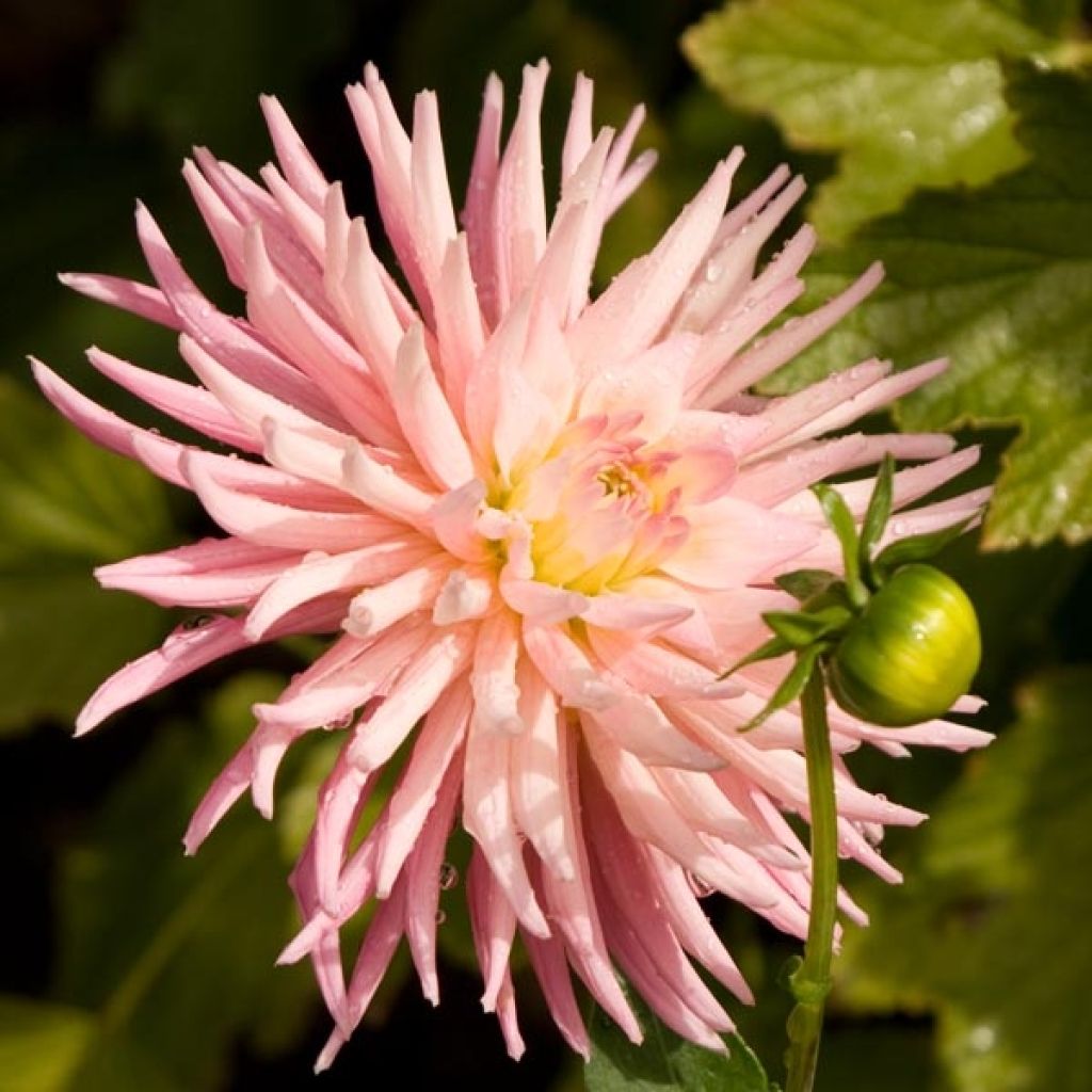 Dahlia Park Princess