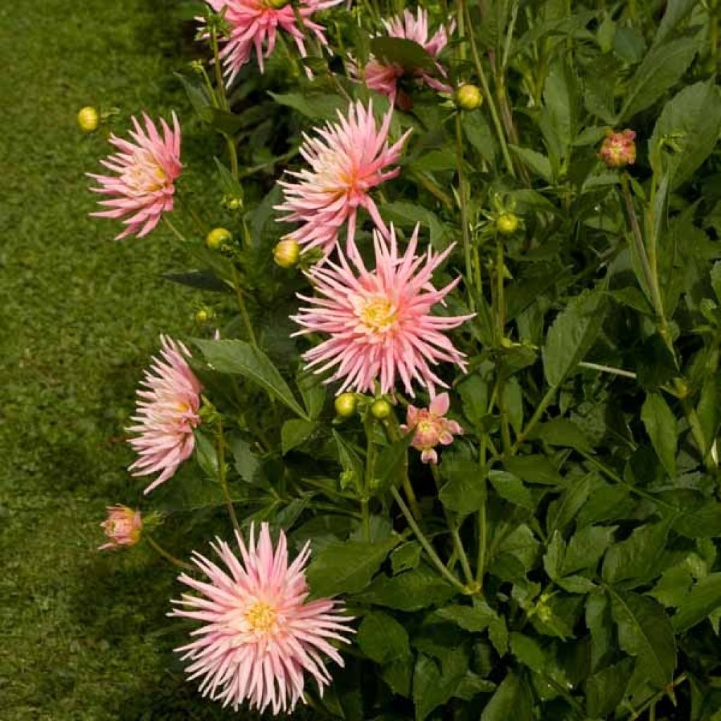 Dahlia Park Princess