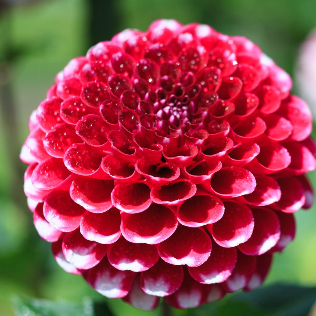 Dahlia Little William