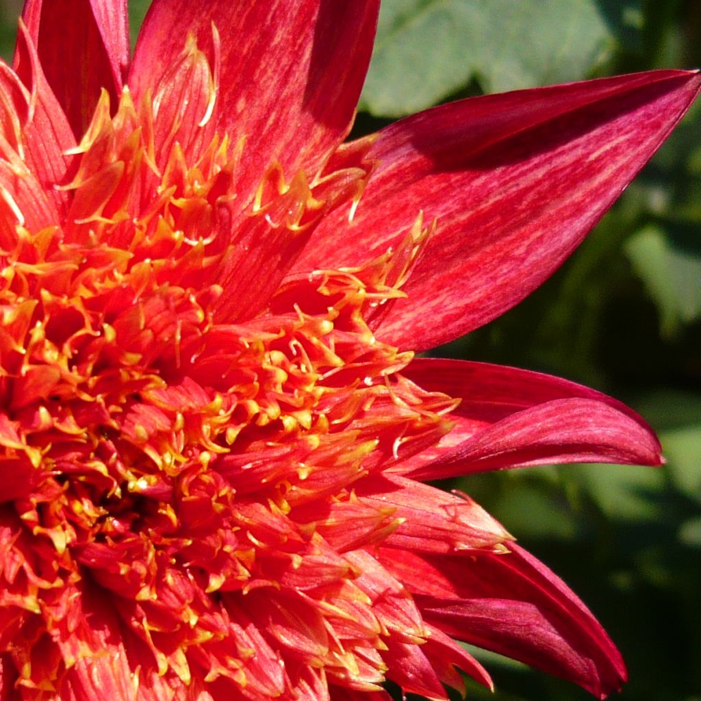 Dahlia Jive