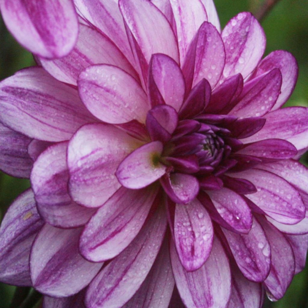 Dahlia Seduction