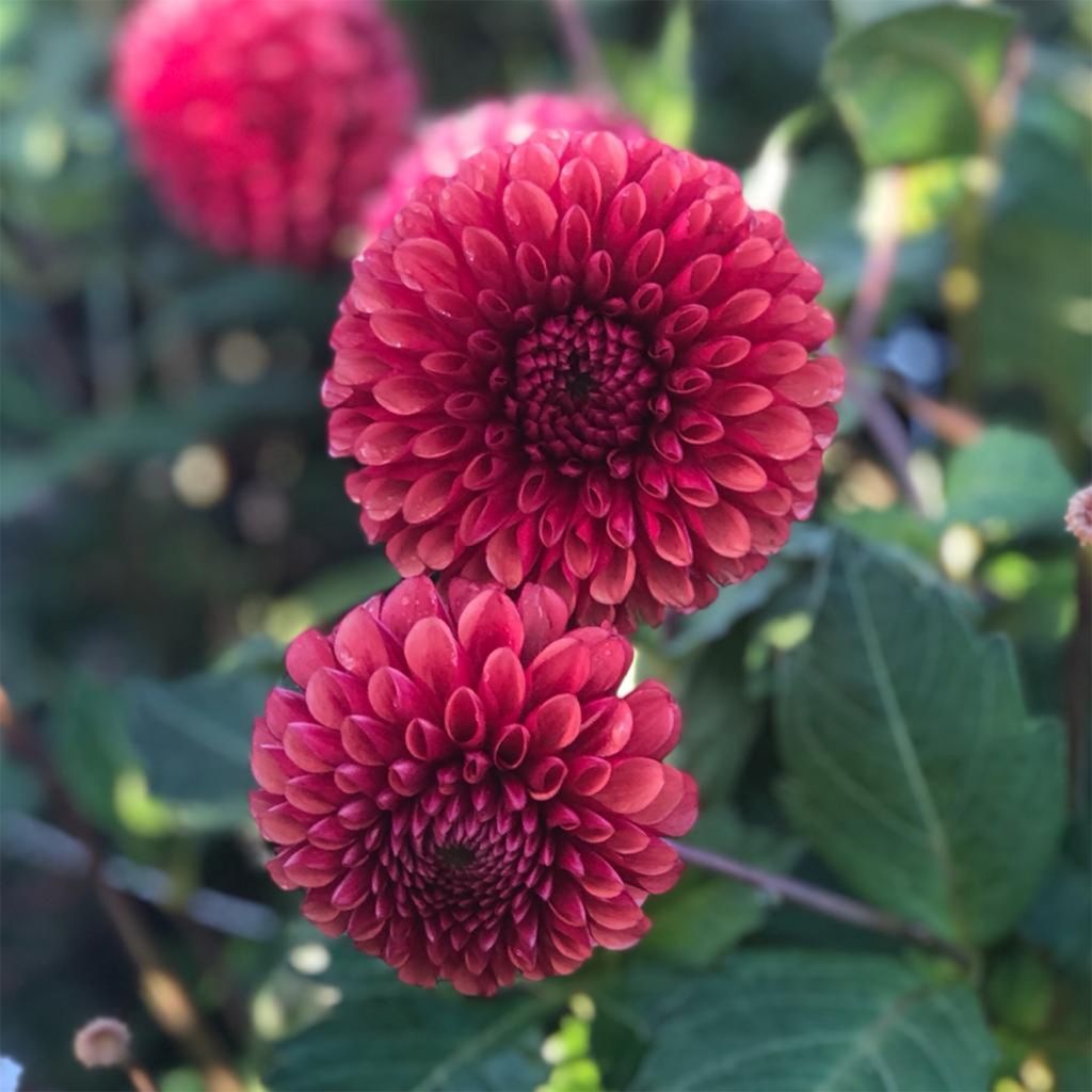 Dahlia balle Copper Boy