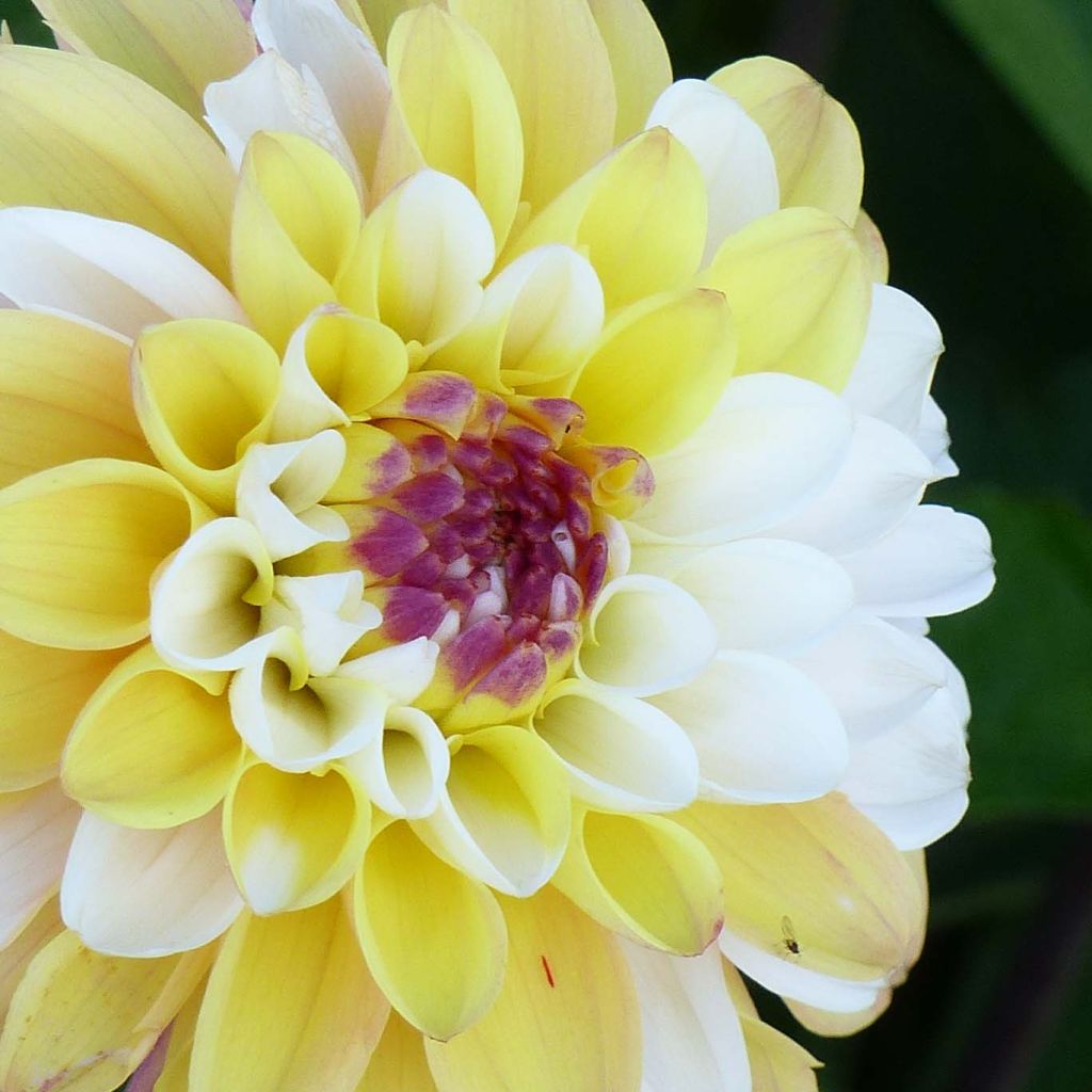 Dahlia Double Jill