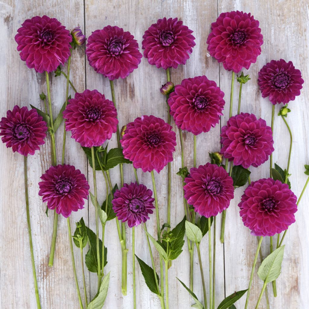 Dahlia Randy Crawford