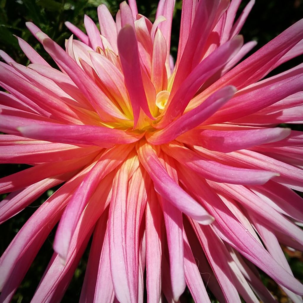 Dahlia Bora Bora