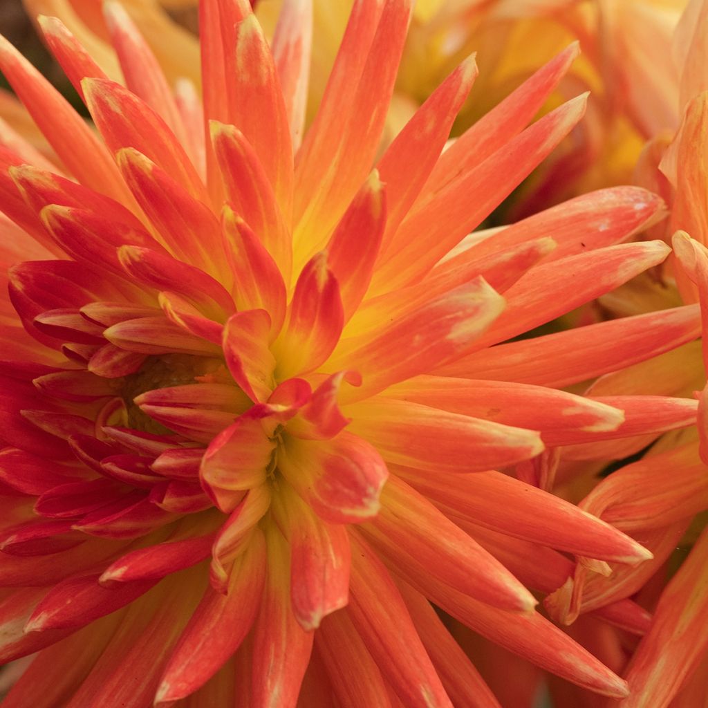 Dahlia Park Record
