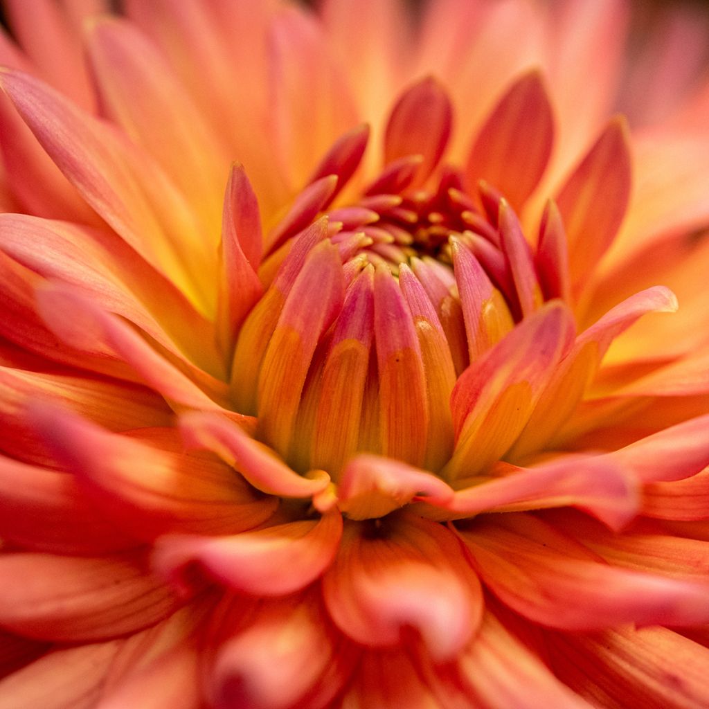 Dahlia Park Record
