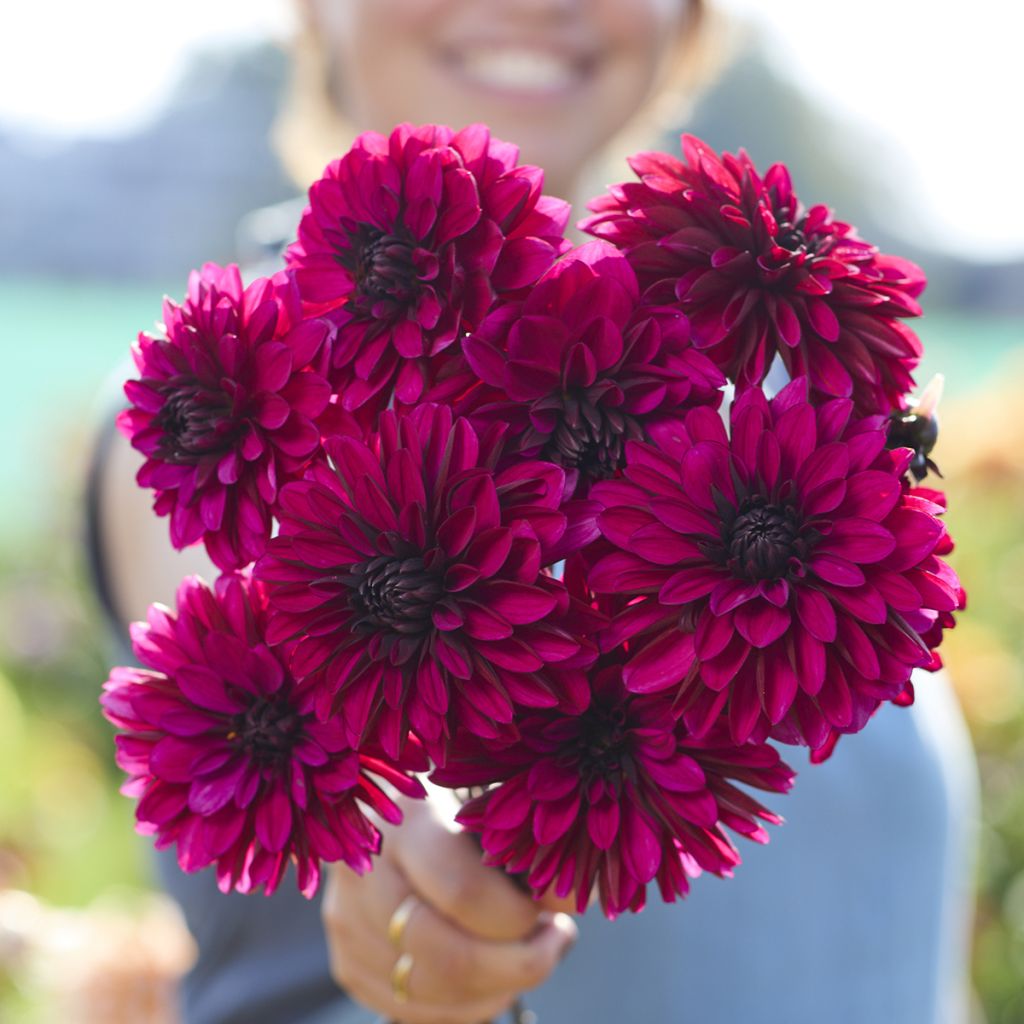 Dahlia Jennifer Mary Ellen