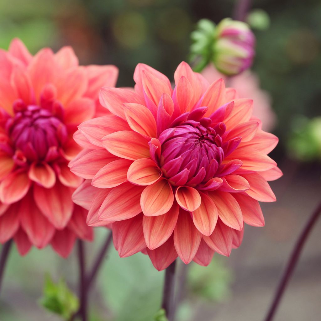 Dahlia American Dawn