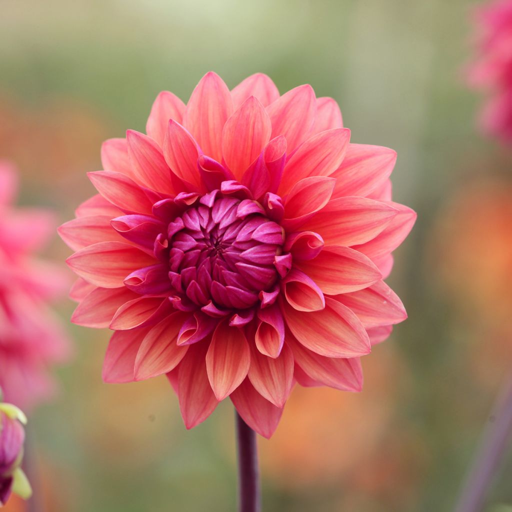 Dahlia American Dawn
