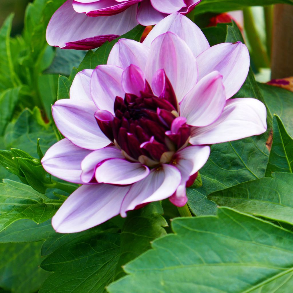 Dahlia Creme de Cassis