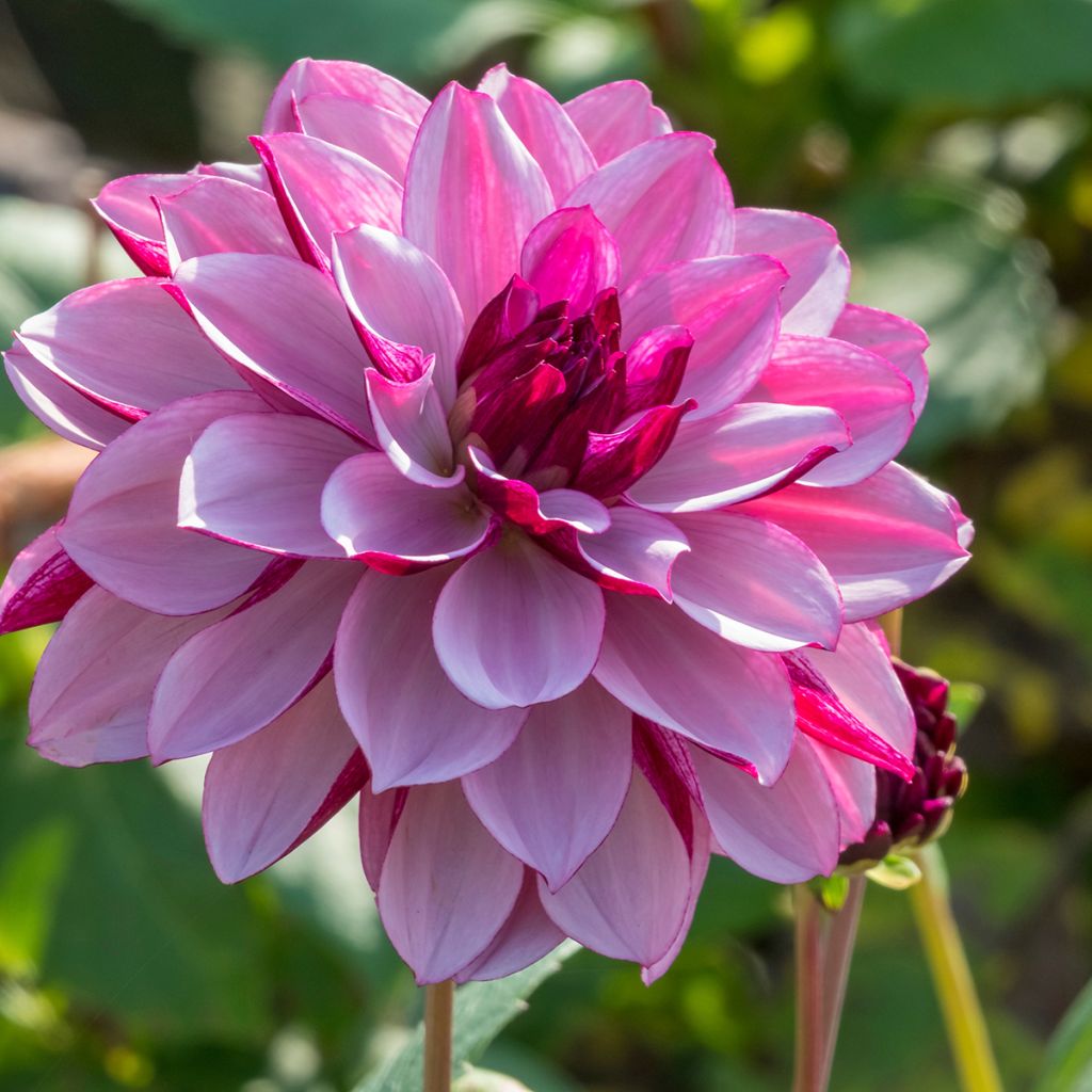 Dahlia Creme de Cassis