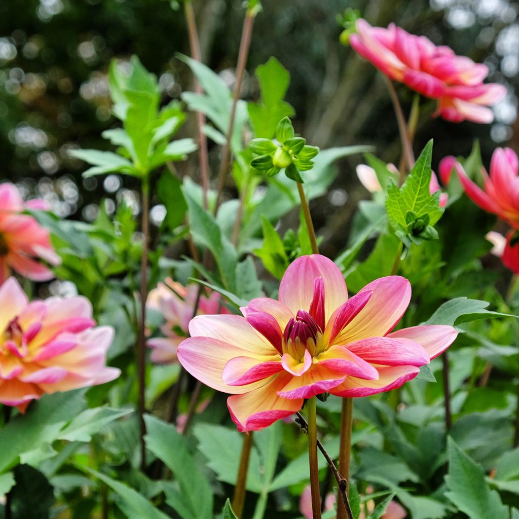Dahlia Dark Butterfly