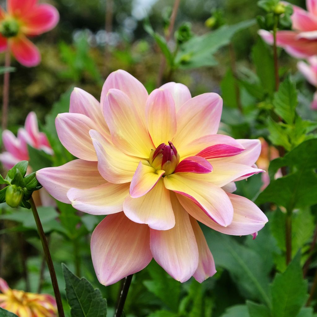 Dahlia Dark Butterfly