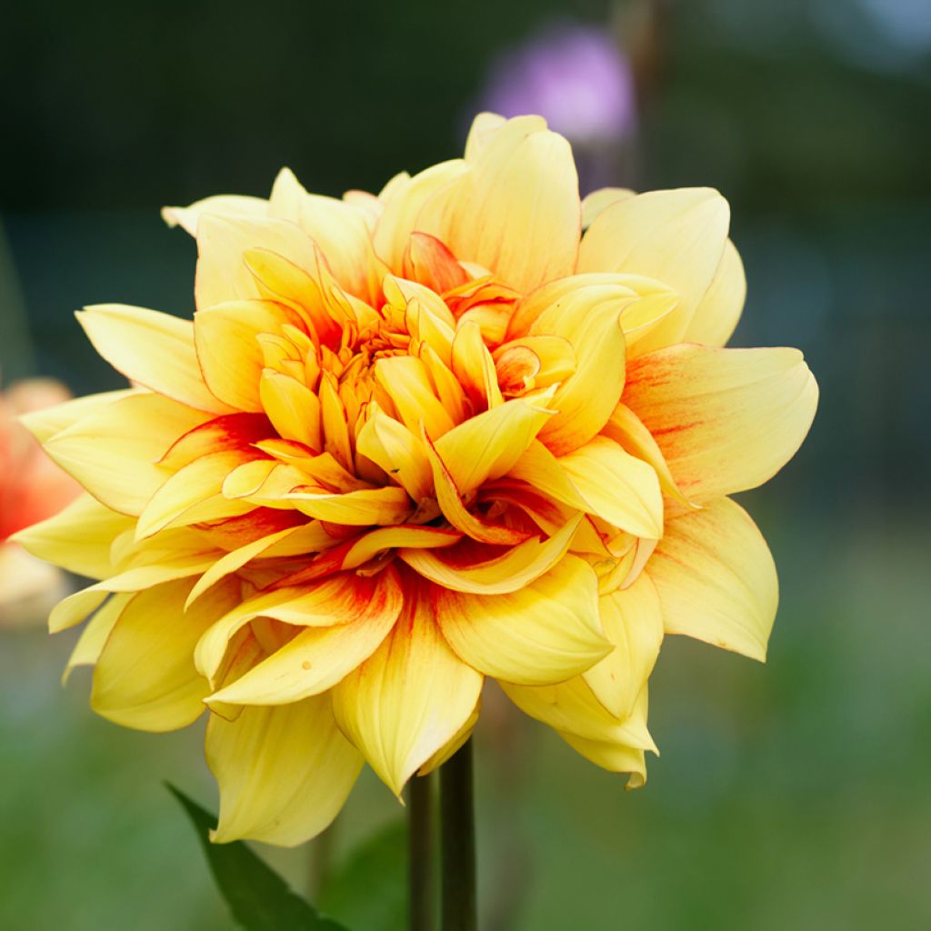 Dahlia Dazzling Sun
