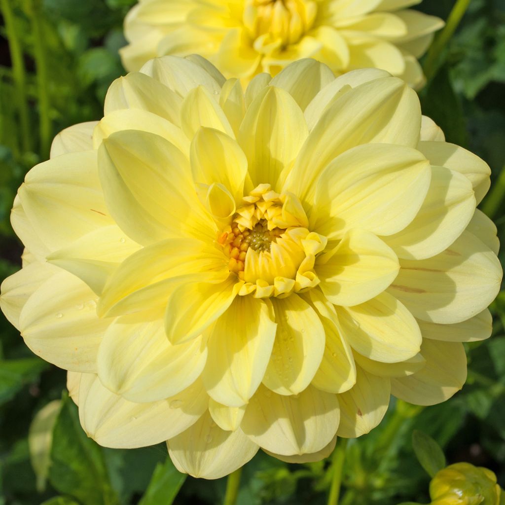 Dahlia Dr Hans Riecke