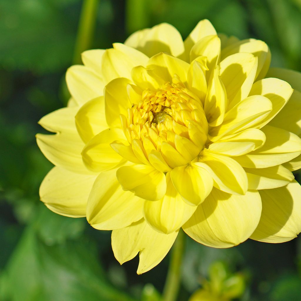 Dahlia Dr Hans Riecke