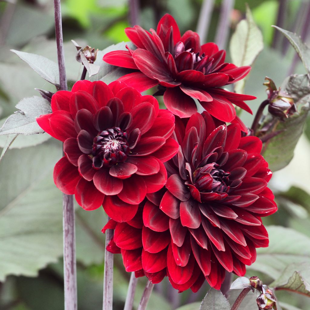 Dahlia Karma Choc
