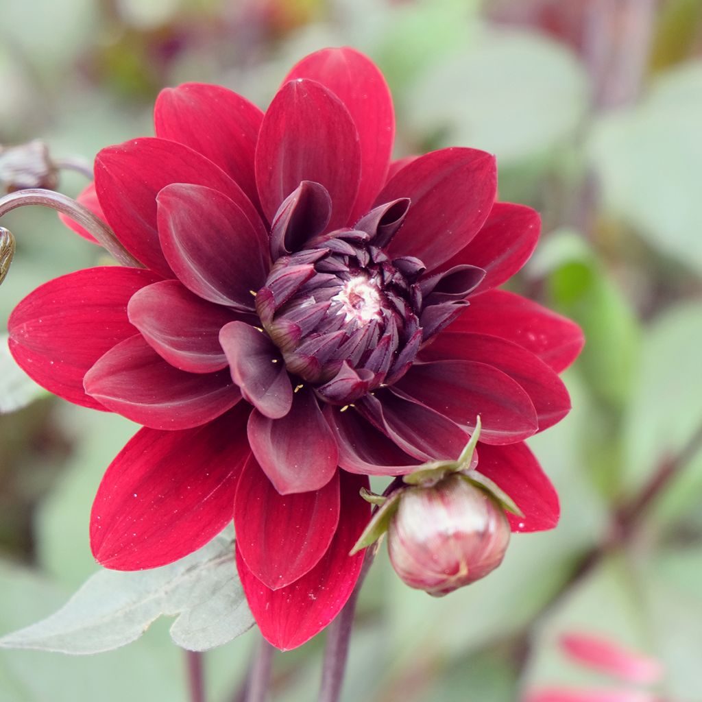 Dahlia Karma Choc