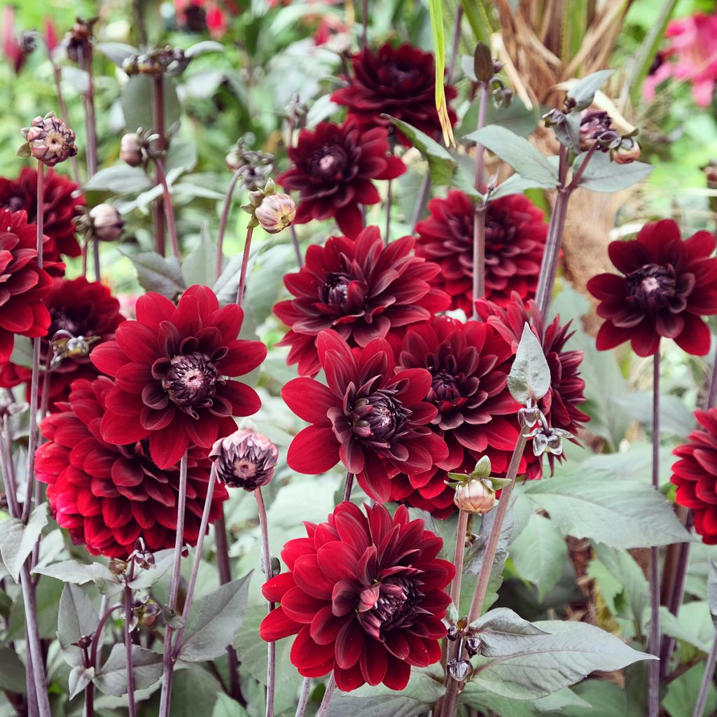 Dahlia Karma Choc