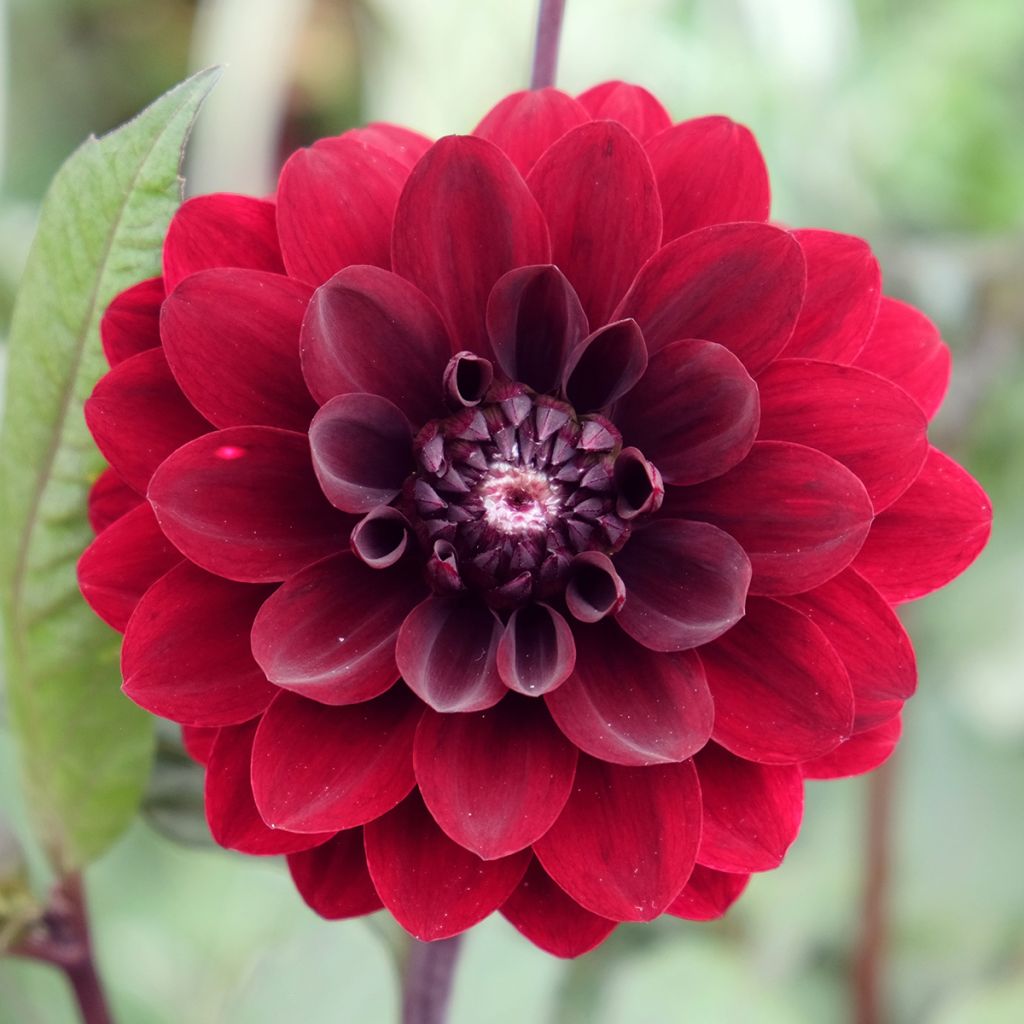 Dahlia Karma Choc