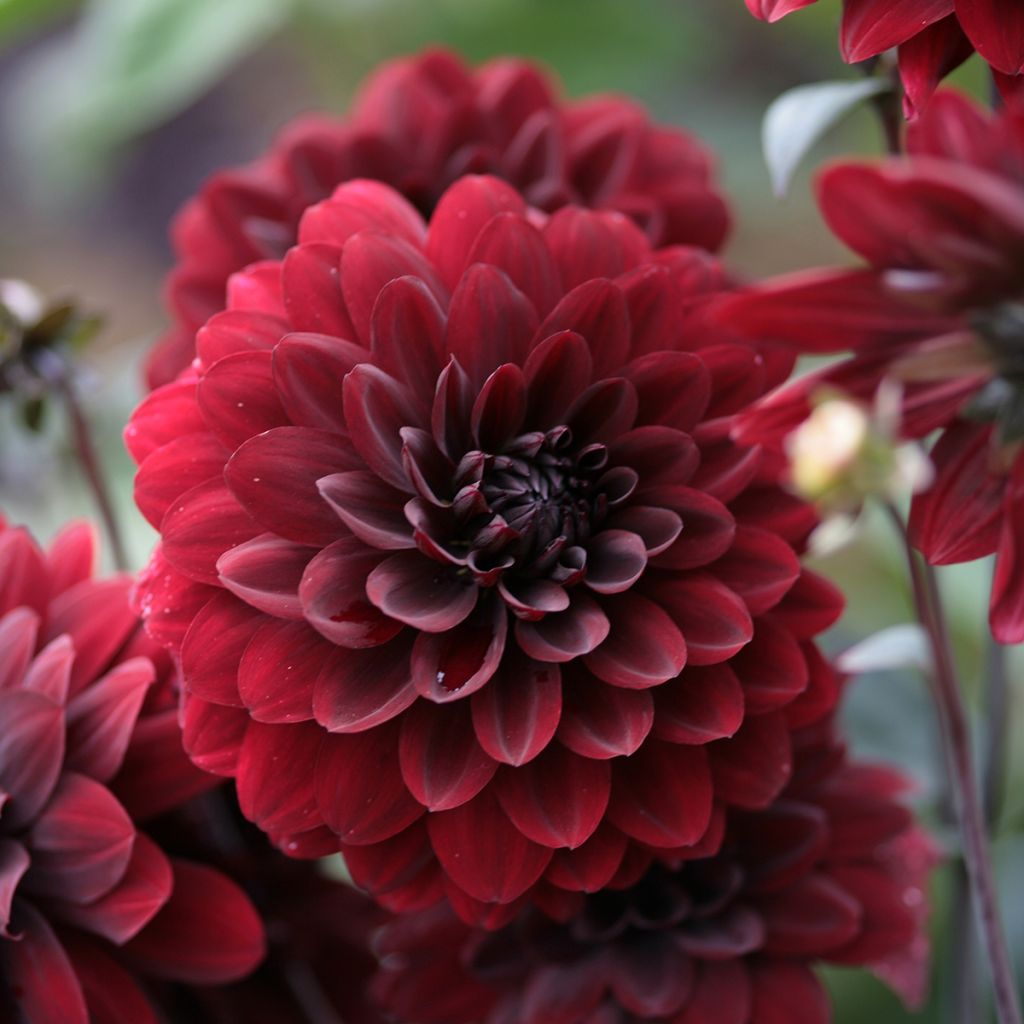 Dahlia Karma Choc