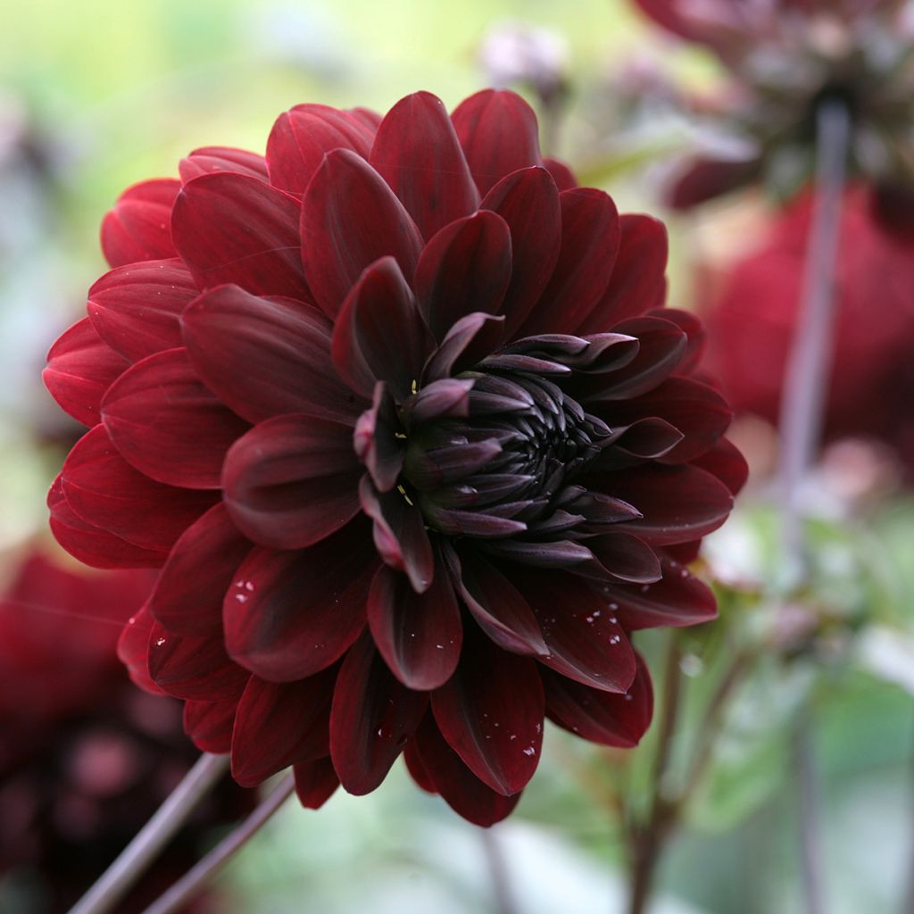 Dahlia Karma Choc