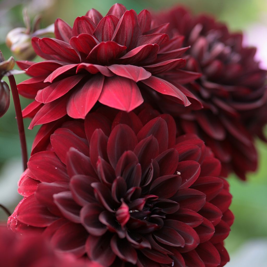 Dahlia Karma Choc