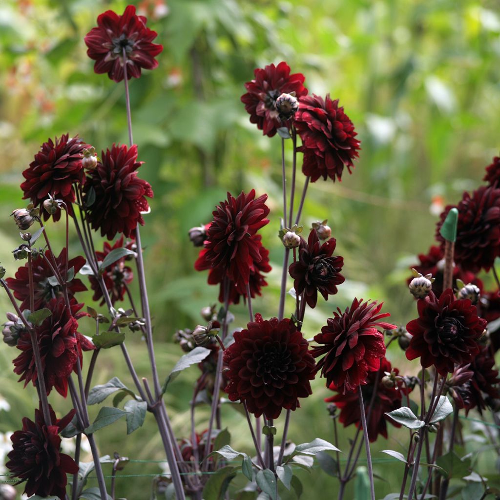 Dahlia Karma Choc