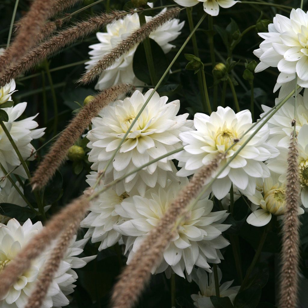 Dahlia Karma Maarten Zwaankifr