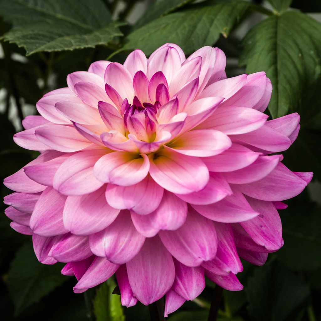 Dahlia Karma Prospero