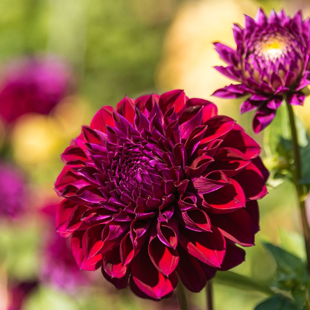 Dahlia Le Baron